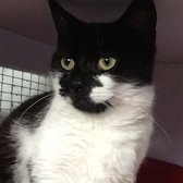Tilly, Willomena & Tubs, from Grendon Cat Shelter, Atherstone, homed through Cat Chat