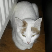 Dolci, from Lucky Cat Rescue, Skegness, homed through Cat Chat