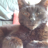 Jasper from Stokey Cats... and dogs, Hackney, homed through Cat Chat
