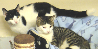  Mikey & Rolo from National Animal Welfare Trust, Thurrock, homed through Cat Chat