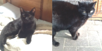 Paul & Milo from Grendon Cat Shelter, Atherstone, homed through Cat Chat