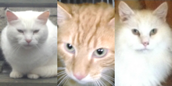 Ronnie, Jinx & Olaf from Maesteg Animal Welfare Society, Bridgend, homed through Cat Chat