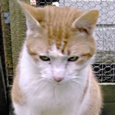 Toby, from Maesteg Animal Welfare Society, Bridgend, homed through Cat Chat