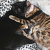 Beno & Blackie, from Aylesbury Cat Rescue, Buckinghamshire, homed through Cat Chat