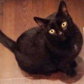 Lemmy from Stokey Cats & Dogs, Hackney, homed through Cat Chat