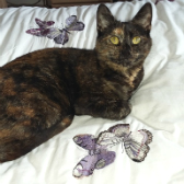 Treacle from RSPCA, Milton Keynes, homed through Cat Chat