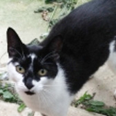 Annie Mary, from Maesteg Animal Welfare Society, Bridgend, homed through Cat Chat