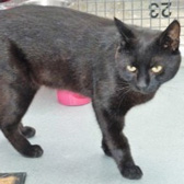 Blackie, from Thanet Cat Club, Broadstairs, homed through Cat Chat