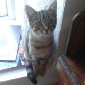 Chester, from Second Chance Cats Rescue, Biggar, homed through Cat Chat