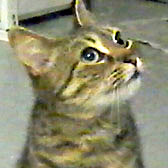 Dior, from Cat Homing & Rescue, Warrington, homed through Cat Chat