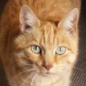 Fudge, from Burton upon Stather Cat Rescue, Scunthorpe, homed through Cat Chat