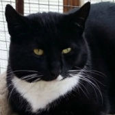 Mandy from Rolvenden Cat Rescue, Kent, homed through Cat Chat