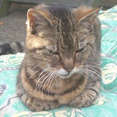 Tabitha from Lucky Cat Rescue, Skegness, homed through Cat Chat