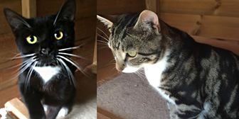 Bendigo & Selene, from Burton Joyce Cat Welfare, Nottingham, homed through Cat Chat