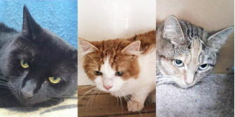 Lulu, Gizmo, Ruby and more, from Kirkby Cats Home, Nottingham, homed through Cat Chat