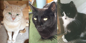 Neville, Mocha & Daisy, from Burton Joyce Cat Welfare, Nottingham, homed through Cat Chat