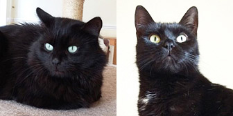 Suki & Sparky, from Trafford Cats Protection, Manchester, homed through Cat Chat