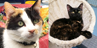 Tia & Angel, from Mitzi's Kitty Corner, Totnes, homed through Cat Chat