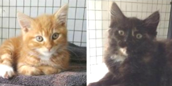 Herbert & Hilda from Yorkshire Animal Shelter, Leeds, homed through Cat Chat