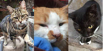 Emmie, Dougal, Rio and more, from Kirkby Cats Home, Nottingham, homed through Cat Chat