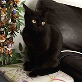 Chica, from Cat Concern, Glasgow, homed through Cat Chat