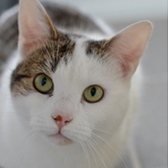 Florence, from RSPCA West Norfolk, King's Lynn, homed through Cat Chat