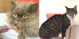 Nancy & Tina from BabsCats, Swanley, homed through Cat Chat