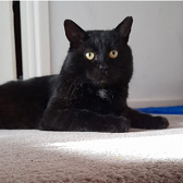 Finchy, from Toe Beans Cat Rescue, Saffron Walden, homed through Cat Chat