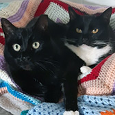 Eli & Smudge, from Barnsley Animal Rescue Charity, Yorkshire, homed through Cat Chat