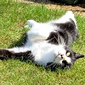 Sox, from Lulubells Rescue, Enfield, homed through CatChat
