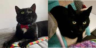 Maxwell & Wolfie, from Mitzi's Kitty Corner, Totnes, homed through Cat Chat