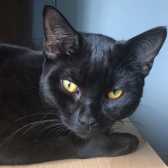 Lucy Locket, from Caring Animal Rescue, Stafford, homed through Cat Chat