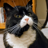 Solo, from Whinnybank Cat Sanctuary, Newburgh, homed through CatChat