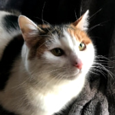 Susie, from Isle Cat Rescue, Doncaster, homed through CatChat