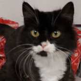 Jaffa, from Cats Protection Farnham Camberley & Districts, Farnham, homed through Cat Chat
