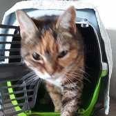 Apricot, from Ryedale & Scarborough Cats Welfare, Scarborough, homed through Cat Chat