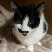 Oreo from Whinnybank Cat Sanctuary, homed through Cat Chat