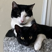 Walter & Nocka from  8 Lives Cats Rescue, homed through Cat Chat