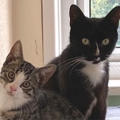 Dollly & Roxy from All Cats Rescue Southampton, homed through Cat Chat