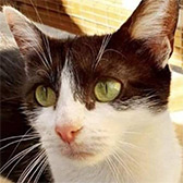 Lilly, from Cat Action Trust 1977 Nuneaton & Hinckley, homed through Cat Chat