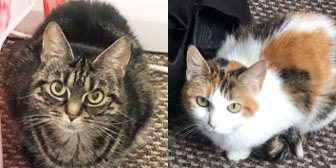 Tinkerbelle and Princess from Little Paws Cat Haven, homed through Cat Chat