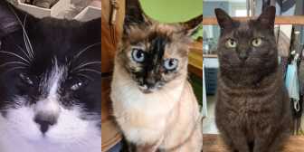 Charlie, Dido & Izzie, from Mitzi's Kitty Corner, Totnes, homed through Cat Chat