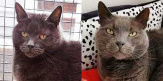 Kaya & Dave, from Furry Tails Feline Welfare, Blackpool, homed through Cat Chat