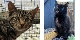 Ken & Kitty Poppins from Maesteg Animal Welfare Society, homed through Cat Chat