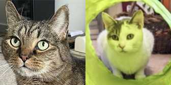 Lord Charles & Lola, from Precious Paws Cat Rescue, York , homed through Cat Chat