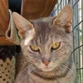 Mistie, from Maesteg Animal Welfare Society, Bridgend, homed through Cat Chat