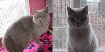 Pixie & Trixie from Ann & Bill's Cat & Kitten Rescue, homed through Cat Chat