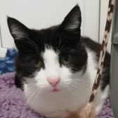 Pongo from Cat Watch Rescue, Amesburyhomed through Cat Chat