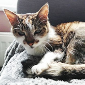 Daisy, from Mitzi’s Kitty Corner, Totnes, homed through Cat Chat