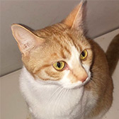 Honey, from Precious Paws Cat Rescue, Rickmansworth, homed through Cat Chat